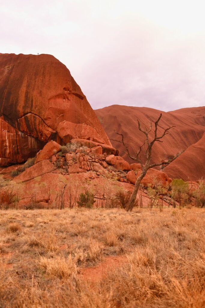 bus tours alice springs to uluru